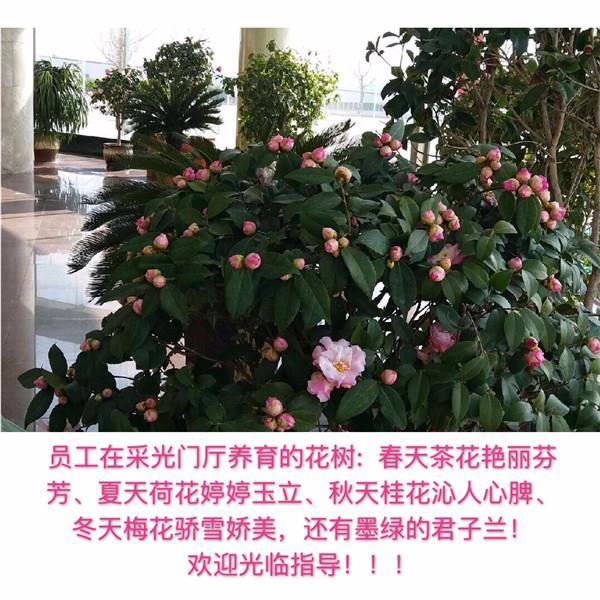 员工在采光门厅养育的花树